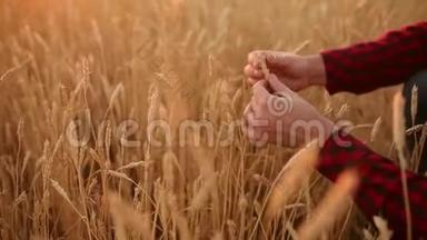 农学家手握着<strong>麦穗</strong>，在金色的田野里整理<strong>麦穗</strong>。 幸福的农夫关心他的庄稼